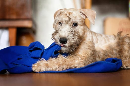 Irish Soft Coated Wheaten Terrier is a breed of dog. It differs from other Irish terriers in wool - silky, soft, unique wheat color. This is a strong, hardy, compact dog.