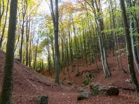 A peaceful forest path winding through the Lessini Mountains Durlo, Veneto. High quality photo