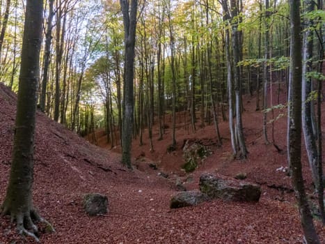 A peaceful forest path winding through the Lessini Mountains Durlo, Veneto. High quality photo