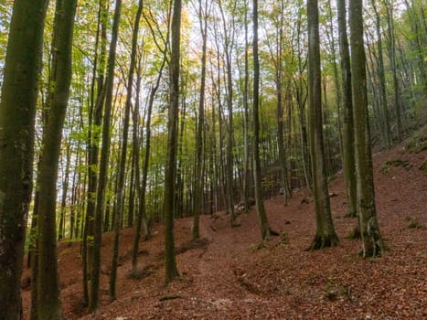 A peaceful forest path winding through the Lessini Mountains Durlo, Veneto. High quality photo