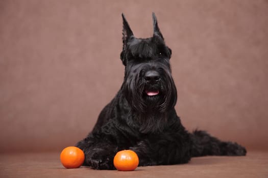 Big black beautiful dog Giant Schnauzer breed in the studio indoors on a brown background lies with two orange oranges