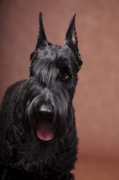 Portrait, with an expressive eye, a large black beautiful dog Giant Schnauzer breed in a studio indoors on a brown background