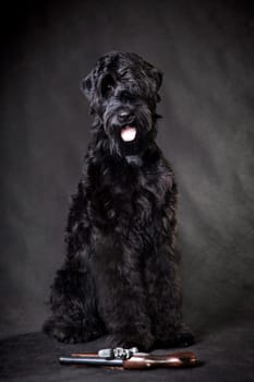 Dog breed Russian black terrier, puppy, sitting in a studio indoors with a gun on a black background