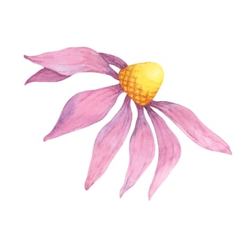 A single coneflower watercolor illustration with soft pink petals and a yellow center. Echinacea purpurea clipart design for greeting cards, textiles, floral art prints, or product labels