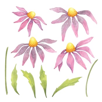 Four pink isolated watercolor echinacea flowers and matching leaves. Coneflower clipart set for herbal supplements, packaging, nature-inspired invitations, botanical wall art, or merchandise