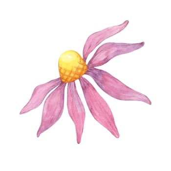 A coneflower watercolor illustration with vibrant pink petals and a yellow center. Echinacea purpurea clipart for nature-based product designs, herbal-themed branding, educational resources