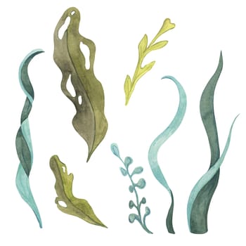 Green, blue and yellow watercolor seaweed clipart set. Algae design elements, kelp, laminaria isolated illustrations for ocean-themed designs, marine life scenery, food supplements packaging