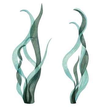 Blue-green watercolor seaweed clipart with tall, wavy leaves. Kelp, laminaria, underwater sea plant isolated elements for aquatic designs, sea lettuce illustration for marine projects, packaging