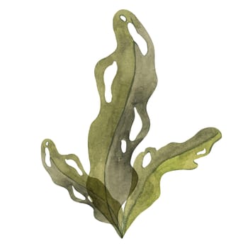 Deep green watercolor seaweed clipart with flowing leaves. Brown kelp, fucus algae, isolated illustration for adding an organic touch to marine-themed designs, packaging, superfood