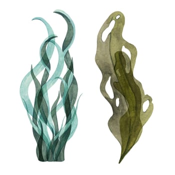 Light blue and green watercolor seaweed clipart with long, wavy leaves. Laminaria, kelp sea plants. Isolated algae illustration with underwater life for aquatic or coastal designs, packaging, posters