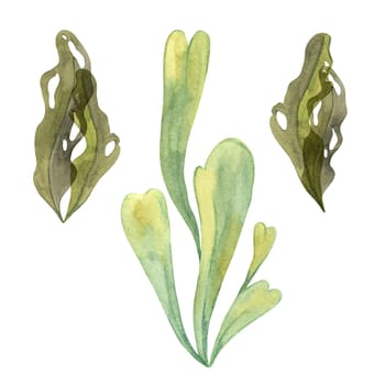 Yellow-green watercolor seaweed and brown kelp clipart. Laminaria and Caulerpa Algae, sea grapes isolated illustration perfect for beach and ocean designs, packaging, marine projects and posters