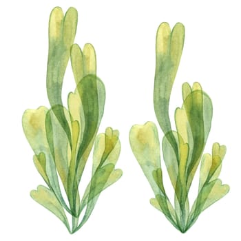 Two sea grapes algae illustrations in yellow green colors. Watercolor kelp, seaweed with delicate leaves for underwater and coastal projects, sea life themes, packaging and printed materials