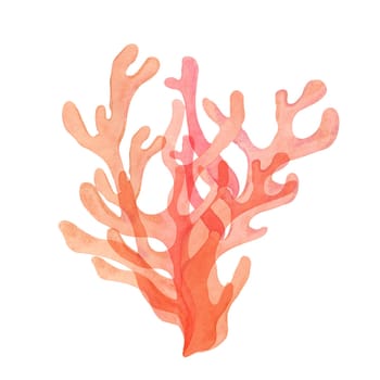 Light red watercolor coral clipart with delicate branching. A perfect addition to sea life themes, this sea life isolated fire coral illustration brings color and detail to aquatic compositions