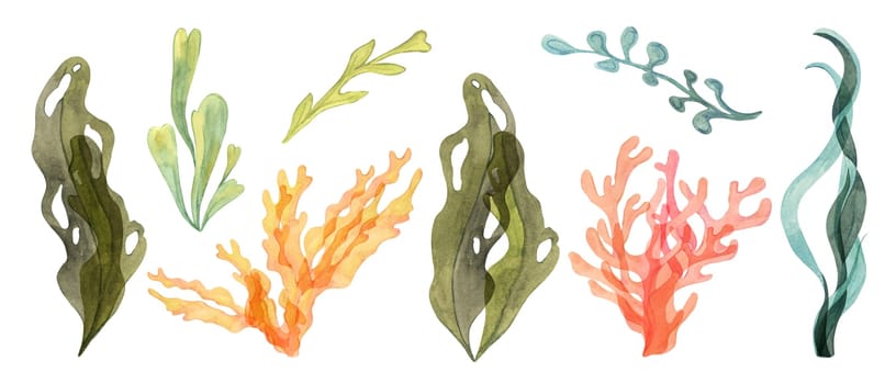 Collection of watercolor algae, seaweed and coral clipart in green, yellow, blue, red and orange shades. Aquatic life illustrations for marine and coastal projects, isolated kelp, laminaria, sea grape