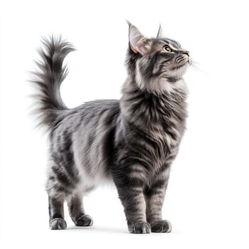 A Maine Coon cat with striking gray and black fur stands tall on a smooth surface, gazing upward with curiosity. Its large ears and fluffy tail add to its charm in this bright setting.
