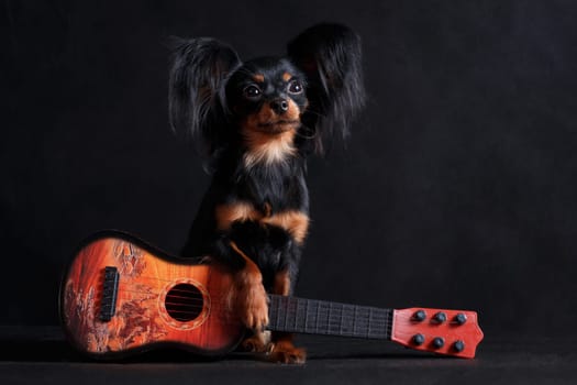 A small black and red tinted musician dog of the Russian Toy breed (toy terrier) is sitting on a black background in a studio indoors next to a guitar