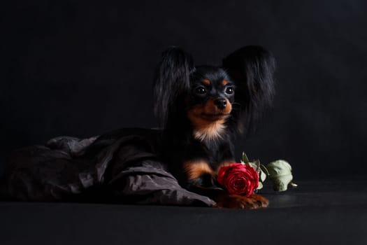 A small black red tan dog of the Russian Toy breed (toy terrier) lies on a black background in a studio indoors next to a red rose
