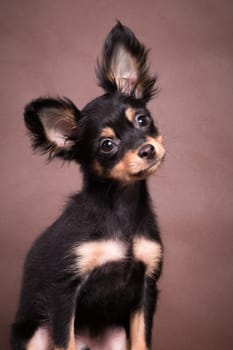 Large porter small dark brown with a red tan puppy of the Russian toy breed (toy terrier) on a brown background in an indoor studio