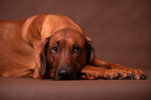 A sad Rhodesian Ridgeback lies against a brown background, his eyes reflecting sadness and fatigue.