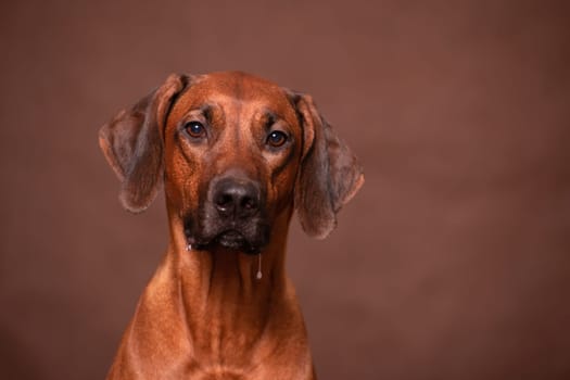 Hungry Rhodesian Ridgeback staring at camera, drooling. Proper nutrition is important for a dog's health, providing essential nutrients and energy.
