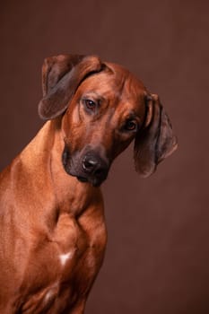 Portrait of a Rhodesian Ridgeback indoors on a brown studio background, the dog looks at the camera, showing off his strength and character.