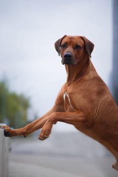 A large red Rhodesian Ridgeback dog stands in an upright position