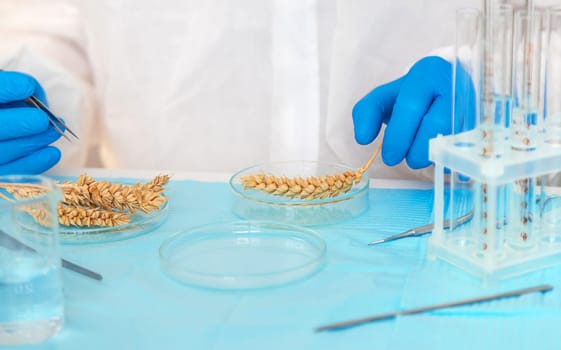 laboratory testing of wheat ears. Selective focus. nature.