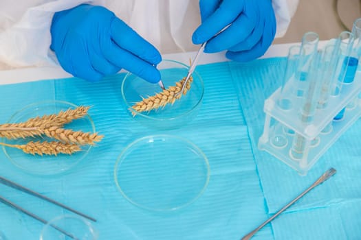 laboratory testing of wheat ears. Selective focus. nature.