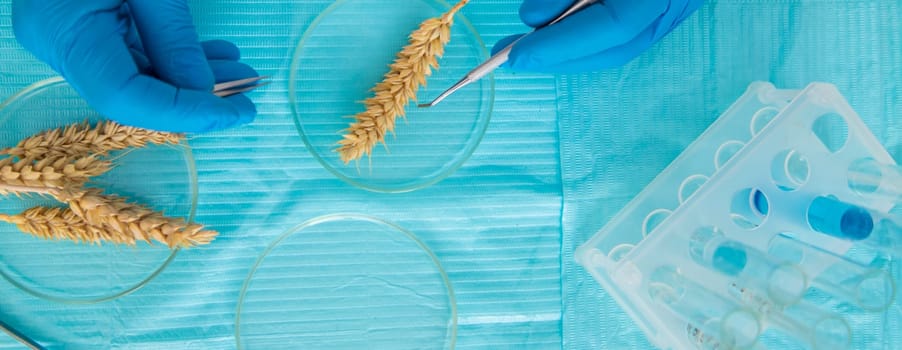laboratory testing of wheat ears. Selective focus. nature.
