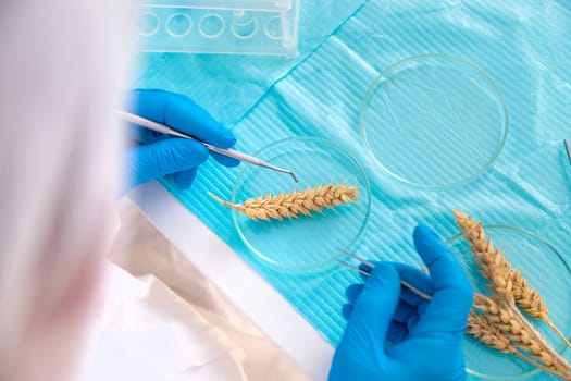 laboratory testing of wheat ears. Selective focus. nature.
