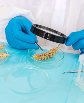 laboratory testing of wheat ears. Selective focus. nature.
