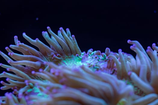 Vibrant close-up of a fluorescent coral glowing under blue light in an underwater macro shot, showcasing intricate textures and bioluminescent hues