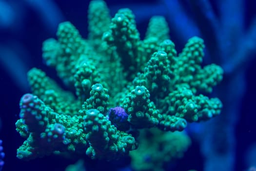 Close-up of a vibrant green coral with detailed textures and branching structure, illuminated under blue light in an underwater macro shot.
