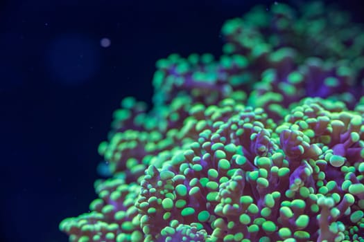 A close-up view of vibrant coral with green and purple hues, showcasing its intricate textures and patterns under soft lighting.