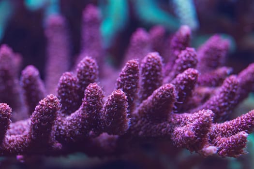 Macro shot of a vibrant purple coral with intricate branching structure, illuminated under blue light, showcasing delicate textures in an underwater scene.
