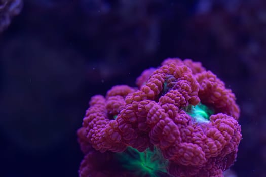 Vibrant close-up of a fluorescent coral glowing under blue light in an underwater macro shot, showcasing intricate textures and bioluminescent hues