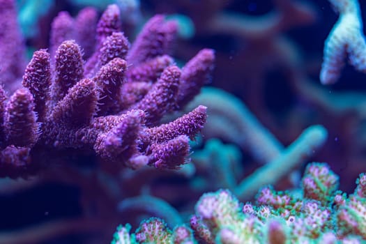 Macro shot of a vibrant purple coral with intricate branching structure, illuminated under blue light, showcasing delicate textures in an underwater scene.