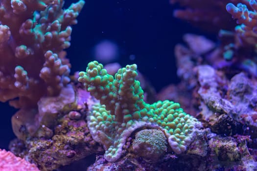Close-up of a vibrant green coral with detailed textures and branching structure, illuminated under blue light in an underwater macro shot.