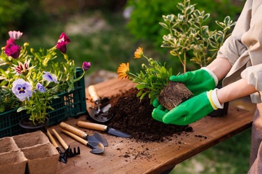 gardener plants flowers in the garden close-up, garden care, gardening concept,