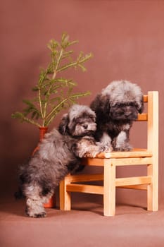 Two puppies breed Russian colored lapdog on a chair next to a spruce branch on a brown background