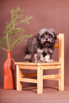 Puppy breed Russian colored lapdog stands on a chair in the New Year's interior with a spruce branch in a vase