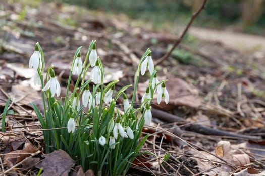 Flowers of snowdrop spring in the garden gracefully emerging from the soil. Common snowdrop Galanthus nivalis blooms with delicate white petals in natural green background.