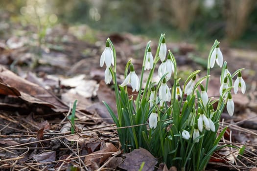 Delicate white snowdrops emerging through a layer of dry, brown leaves. Their fragile petals are illuminated by soft light, creating an atmosphere of spring awakening amid the remnants of autumn
