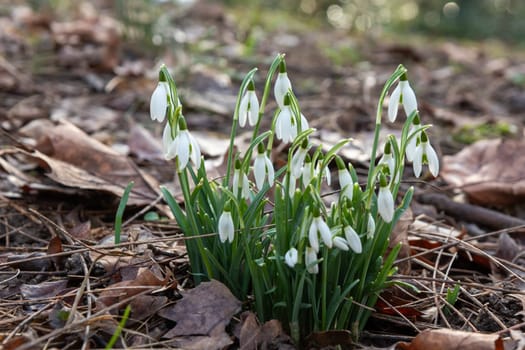 Flowers of snowdrop spring in the garden gracefully emerging from the soil. Common snowdrop Galanthus nivalis blooms with delicate white petals in natural green background