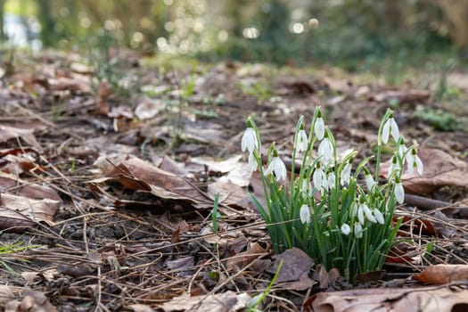 Flowers of snowdrop spring in the garden gracefully emerging from the soil. Common snowdrop Galanthus nivalis blooms with delicate white petals in natural green background