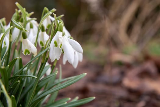 Flowers of snowdrop spring in the garden gracefully emerging from the soil. Common snowdrop Galanthus nivalis blooms with delicate white petals in natural green background