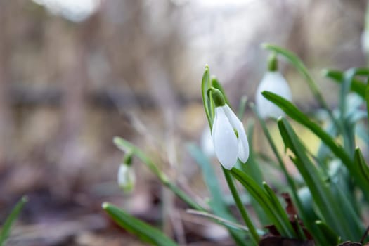 Flowers of snowdrop spring in the garden gracefully emerging from the soil. Common snowdrop Galanthus nivalis blooms with delicate white petals in natural green background