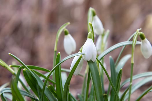 Flowers of snowdrop spring in the garden gracefully emerging from the soil. Common snowdrop Galanthus nivalis blooms with delicate white petals in natural green background