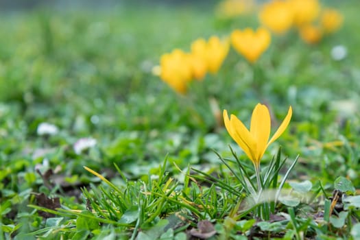 Crocuses - blooming yellow  flowers making their way in early spring on the fresh green meadow, closeup with space for text, banner