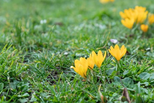 Crocuses - blooming yellow  flowers making their way in early spring on the fresh green meadow, closeup with space for text, banner